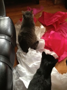 More interested in the crinkly tissue than one another