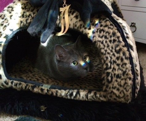 Nestled all snug in his Juicy Couture Pussy Palace.